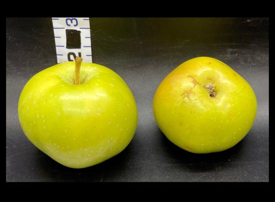 Apple Index - 